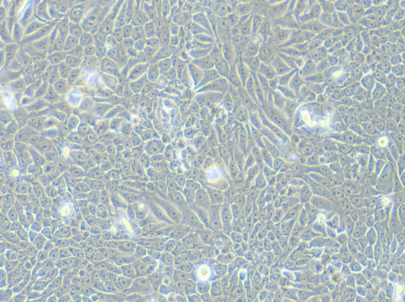 Eca-109 Cell Complete Medium - small - 4