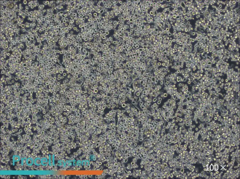 L6565 Cell Complete Medium - 1