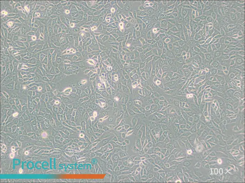EMT6 [EMT-6] Cell Complete MediumEMT6 [EMT-6] Cell Complete Medium - 2