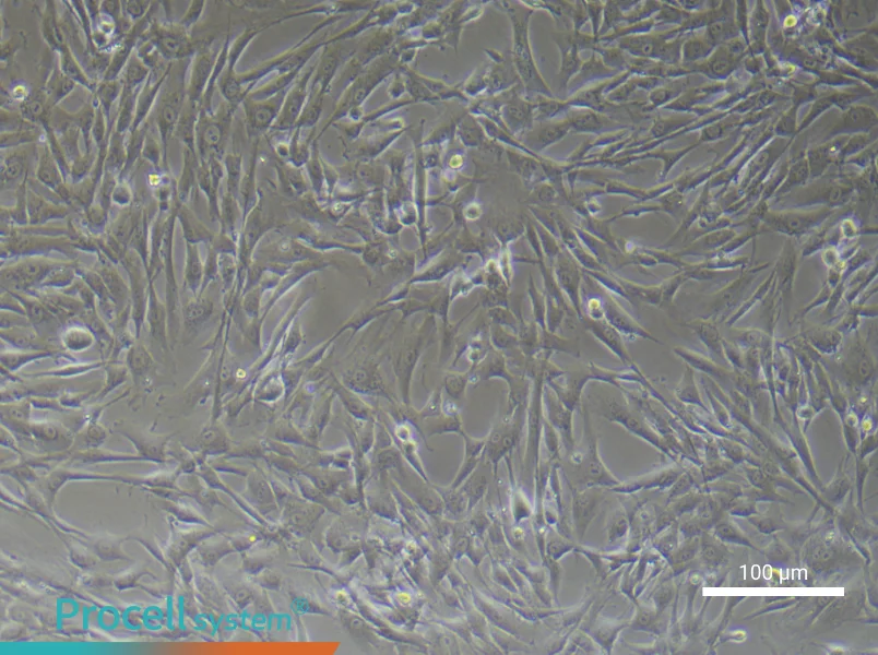 Human Umbilical Cord Blood Mesenchymal Stem Cell Complete Medium - 2