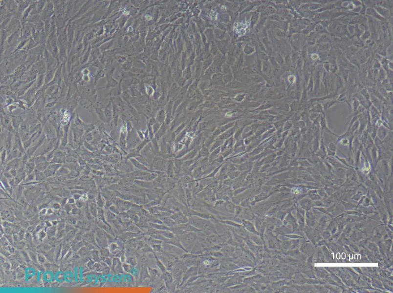 Rat Carotid Artery Vascular Smooth Muscle CellsRat Carotid Artery Vascular Smooth Muscle Cells - 2