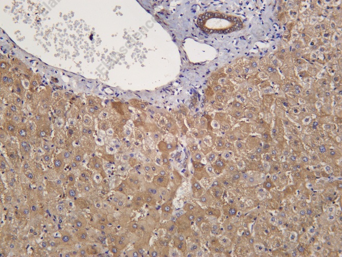 Recombinant SENP1 Monoclonal Antibody - 1