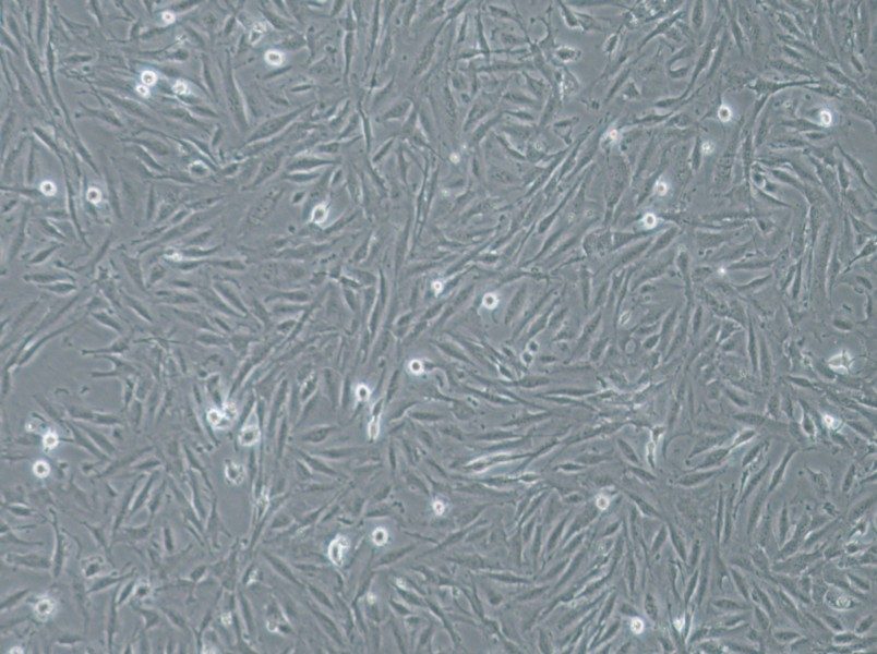 THLE-2 Cell Complete Medium - 3