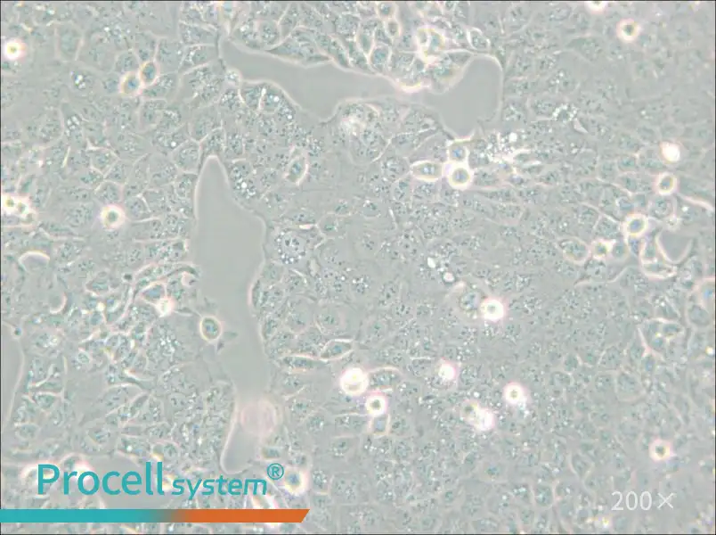 HEC-1-A Cell Complete Medium - small - 5
