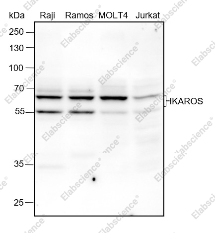 Recombinant IKAROS Monoclonal Antibody - 1