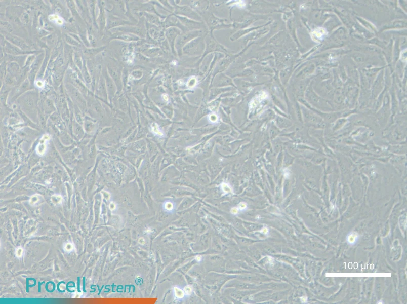 SNU-423 Cell Complete MediumSNU-423 Cell Complete Medium - 2