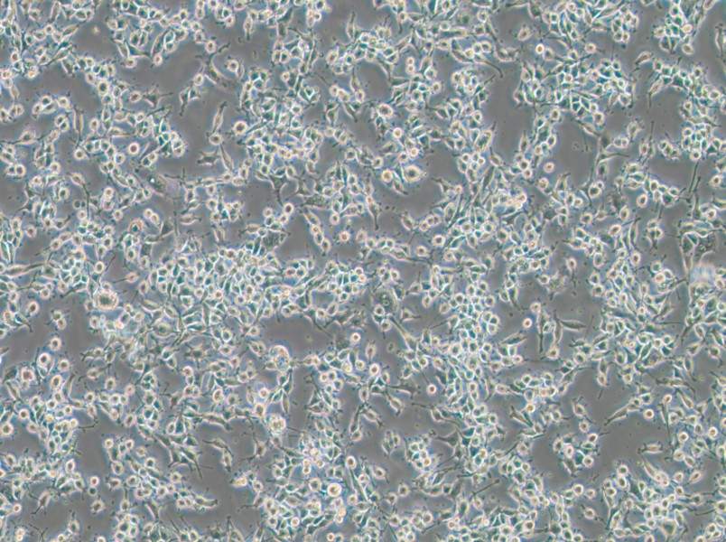 MADB106 Cell Complete MediumMADB106 Cell Complete Medium - 2