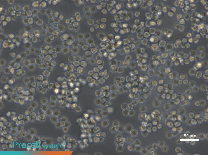 A20 Cell Complete Medium - 4