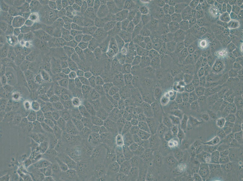 A-253 Cell Complete Medium - small - 5