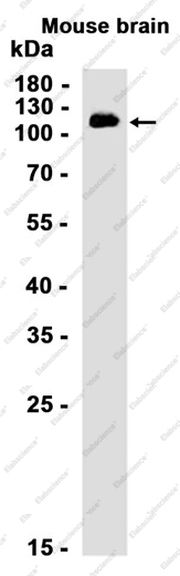 Recombinant CLSTN1 Monoclonal Antibody - 1