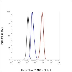 Recombinant IKB beta Monoclonal Antibody - small - 4