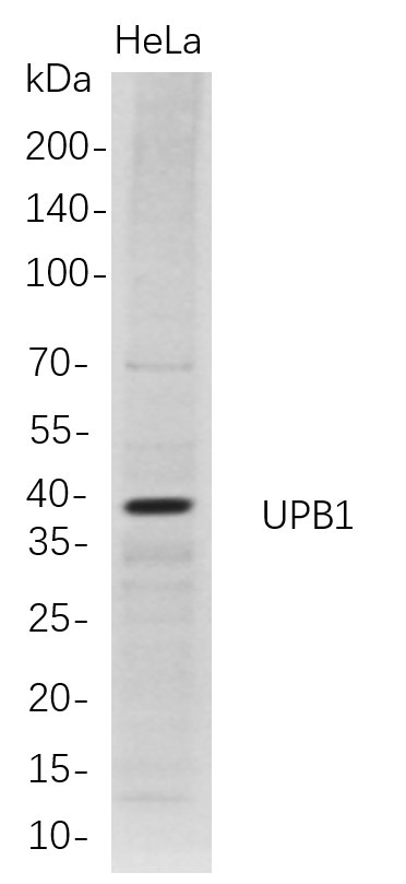 Recombinant UPB1 Monoclonal Antibody-searchlist-1
