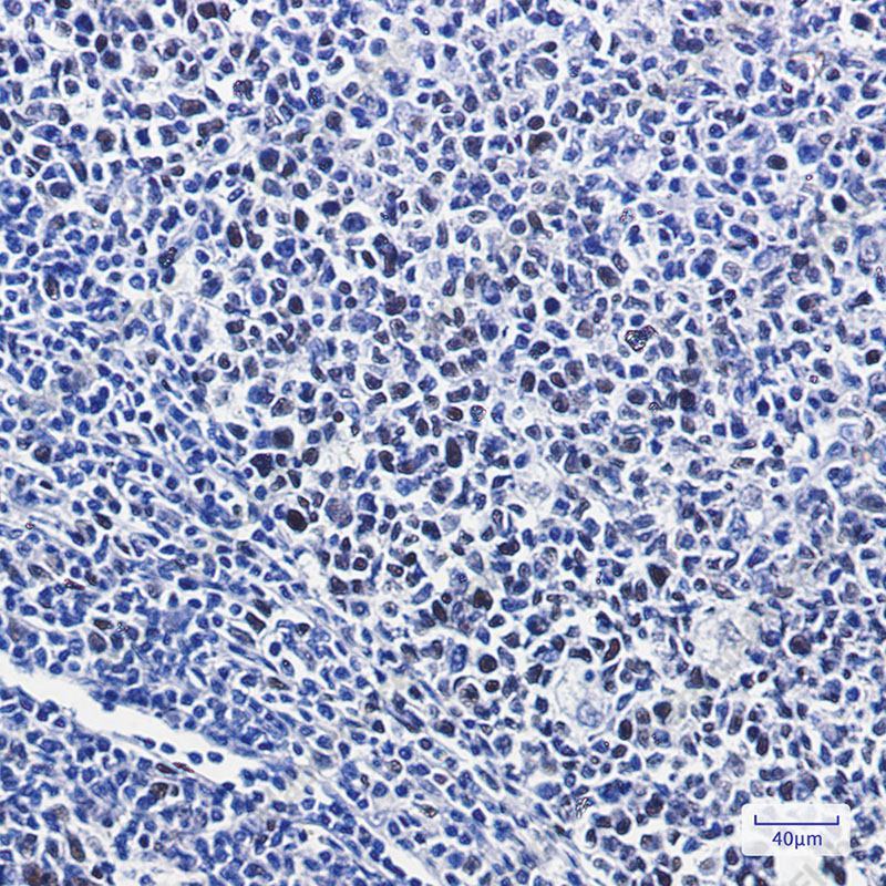 Recombinant Phospho-Nrf2 (Ser40) Monoclonal Antibody - 3