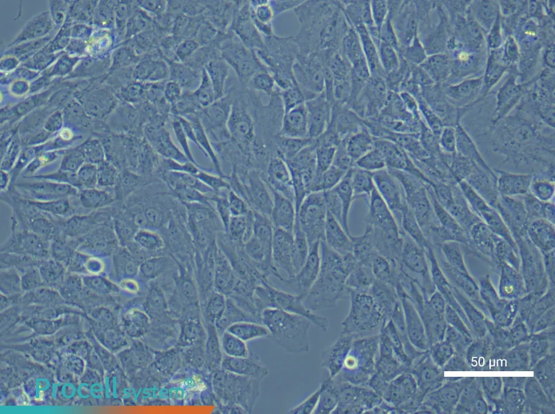 Rat Temporomandibular Joint Chondrocyte Complete Medium - 6
