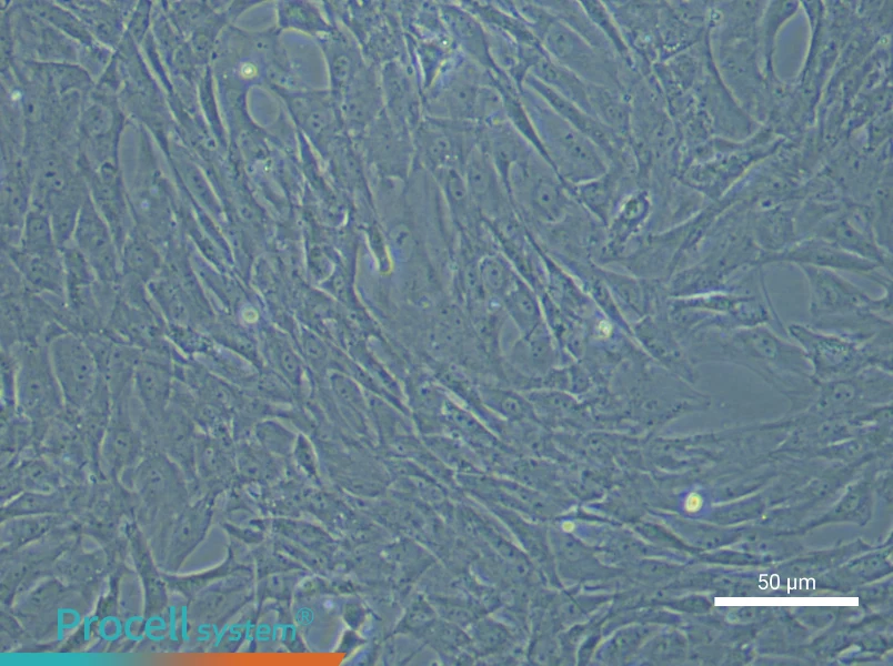 Rat Adipose-derived Mesenchymal Stem Cells - 5