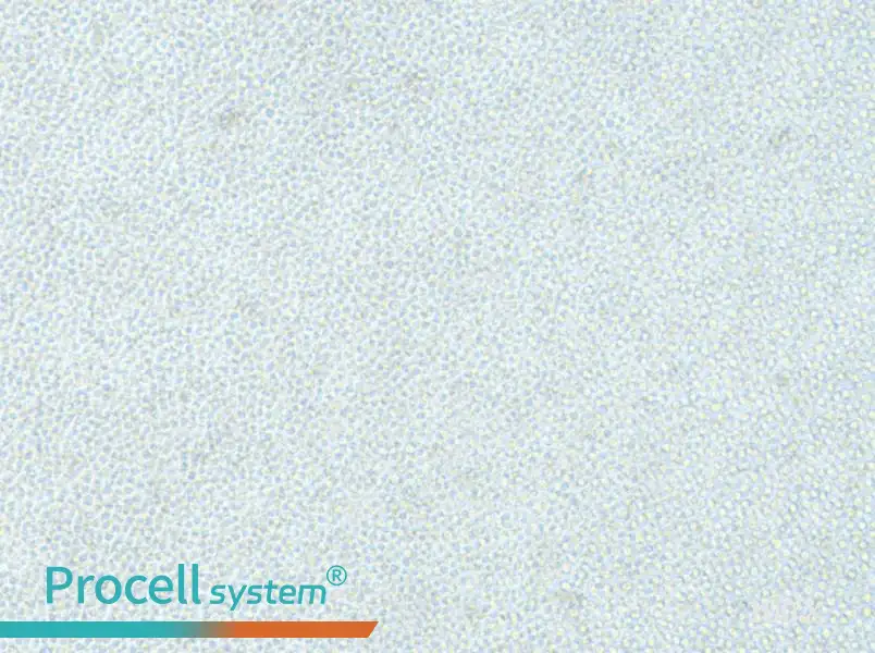 OCI-AML-2 Cell Complete MediumOCI-AML-2 Cell Complete Medium - 3