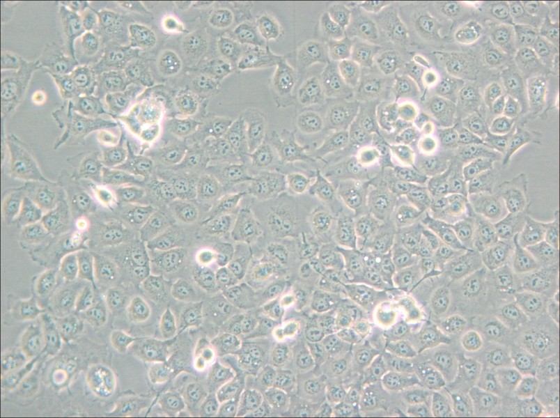 KYSE-150 Cell Complete Medium - small - 5