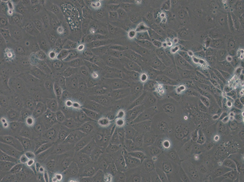 Panc 03.27 Cell Complete Medium - 5