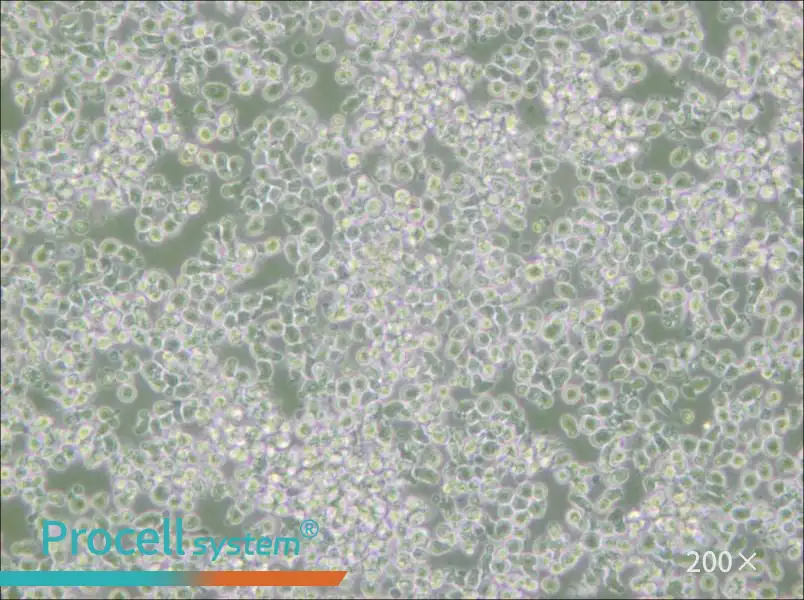 HMy2.CIR Cell Complete Medium - small - 6