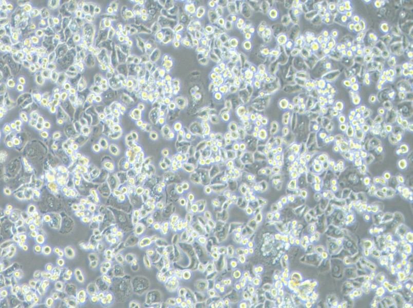 GCIY Cell Complete Medium-searchlist-1