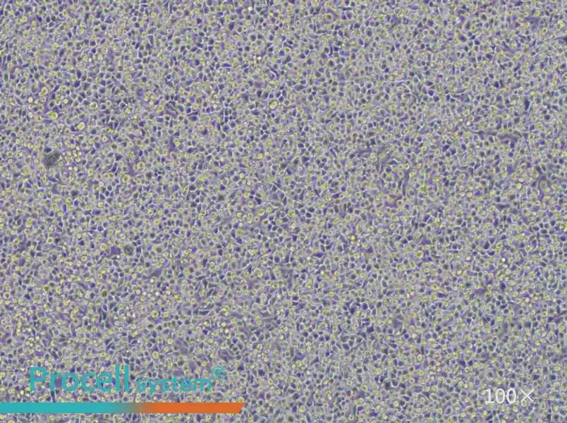 WEHI-3 Cell Complete MediumWEHI-3 Cell Complete Medium - 2