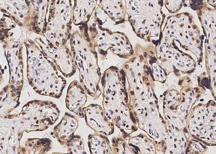 p38 alpha/MAPK14 Monoclonal Antibody - 2