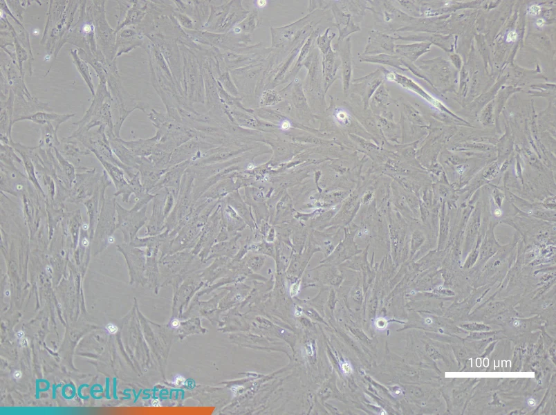Rat Testicular Leydig Cell Complete Medium - 1