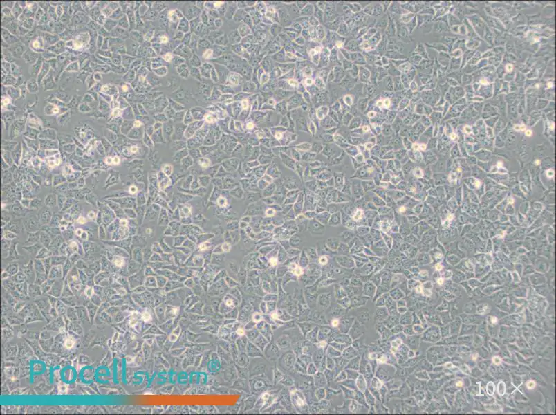 HuTu-80 Cell Complete MediumHuTu-80 Cell Complete Medium - 3