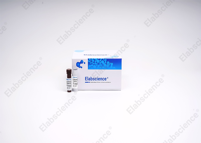 EasySort™ Mouse CD4+T Cell Isolation Kit