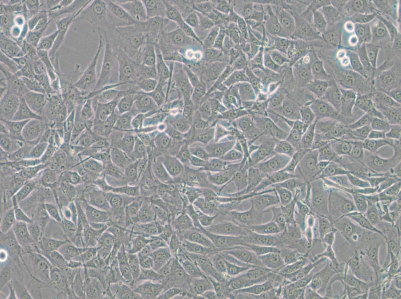 NIH/3T3-GFP Cell Complete Medium - 5