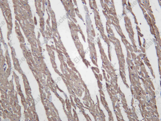 Recombinant THIOM Monoclonal Antibody - 4