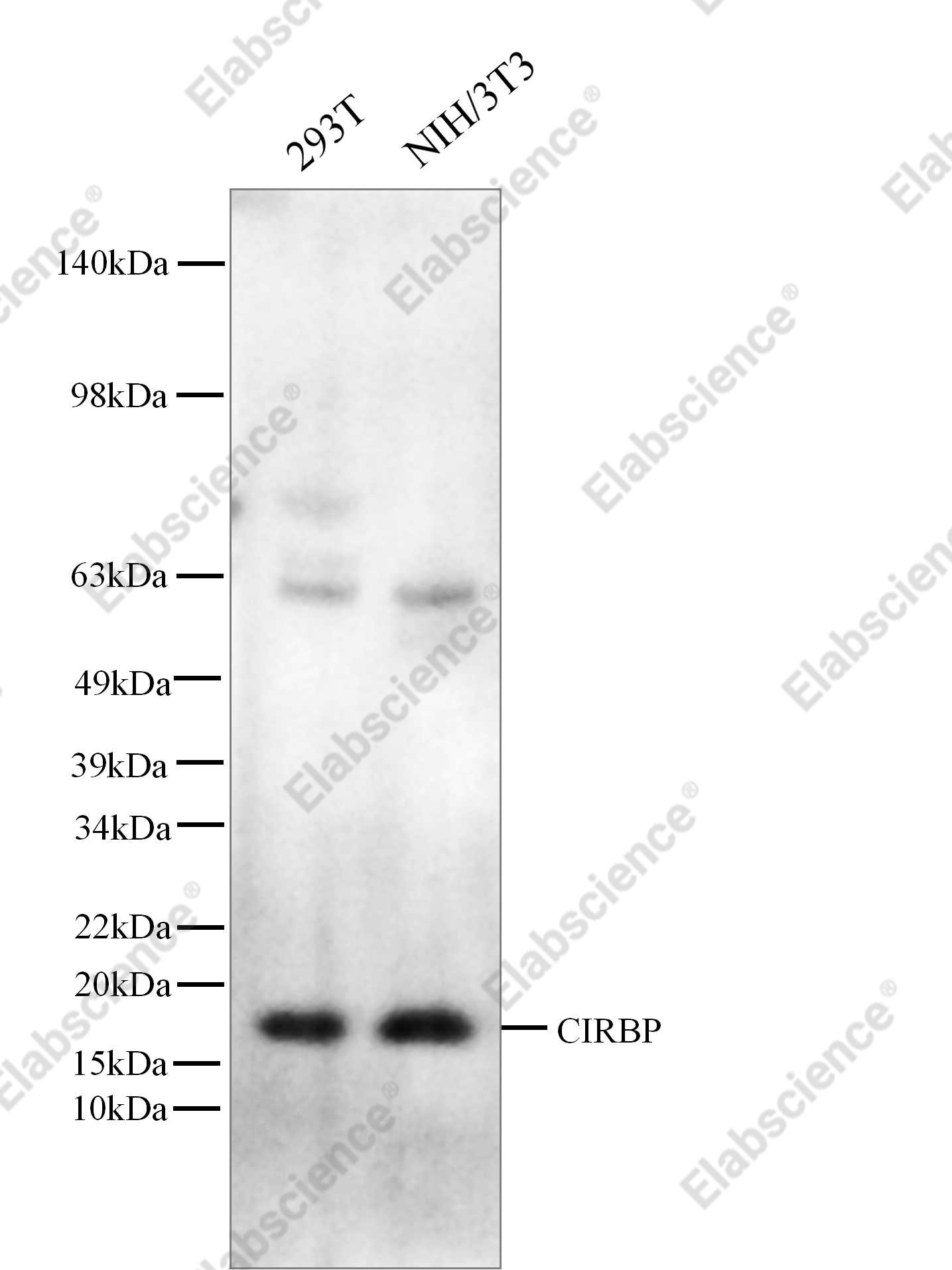 Recombinant CIRBP Monoclonal Antibody - 1
