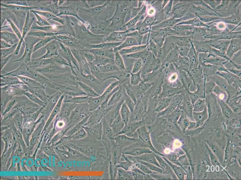 A2058 Cell Complete Medium - small - 5