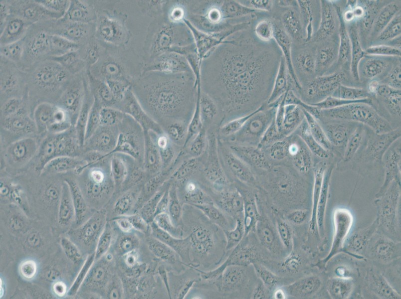 A875 [A-875] Cell Complete Medium - 3