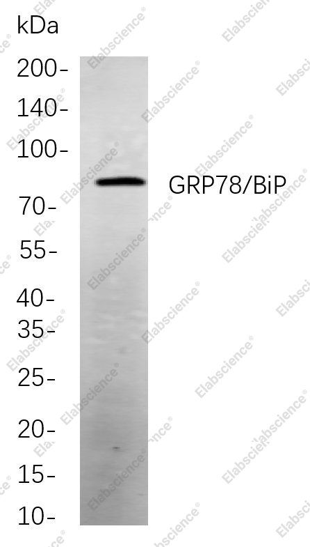 Recombinant GRP78/BiP Monoclonal Antibody - 1