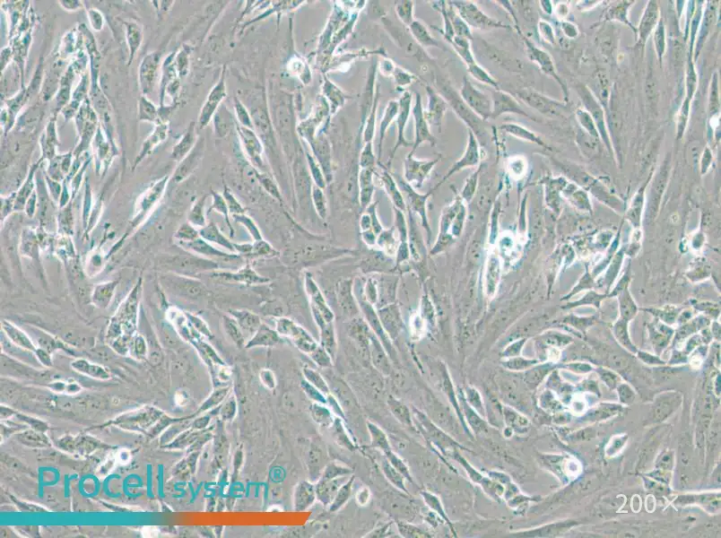 SK-N-SH Cell Complete Medium - small - 6