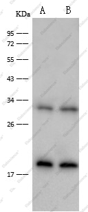Interferon Gamma Monoclonal Antibody - 1