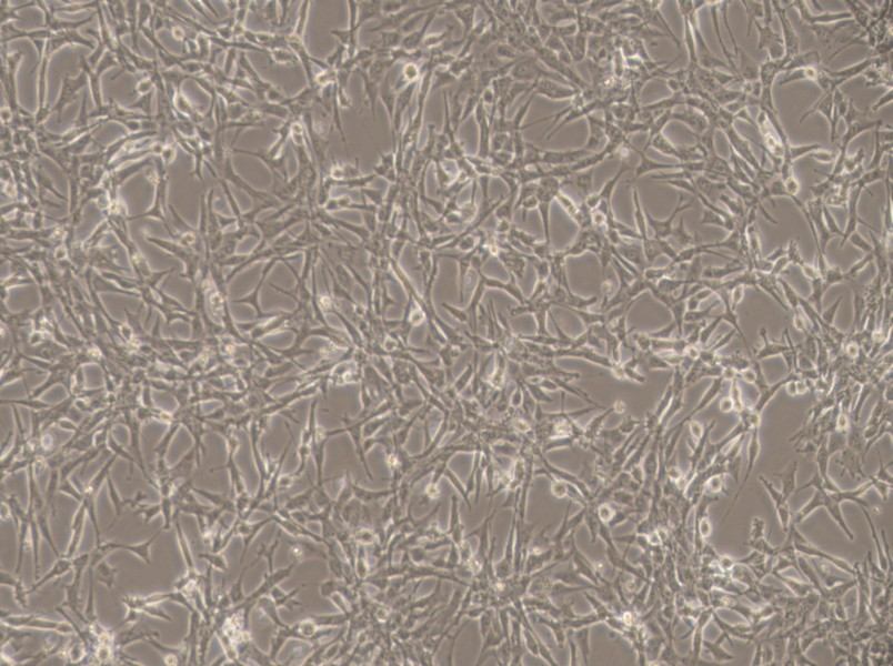 ES-2 Cell Complete MediumES-2 Cell Complete Medium - 2