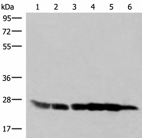 Western blot analysis of 293T HepG2 K562 HT29 A549 and Raji cell lysates  using GSTK1 Polyclonal Antibody at dilution of 1:250