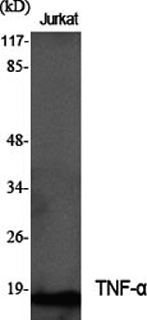 Western Blot analysis of Jurkat cells with TNF alpha Polyclonal Antibody