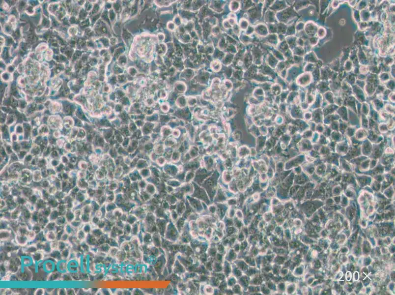 KPL-4 Cell Complete Medium - 6