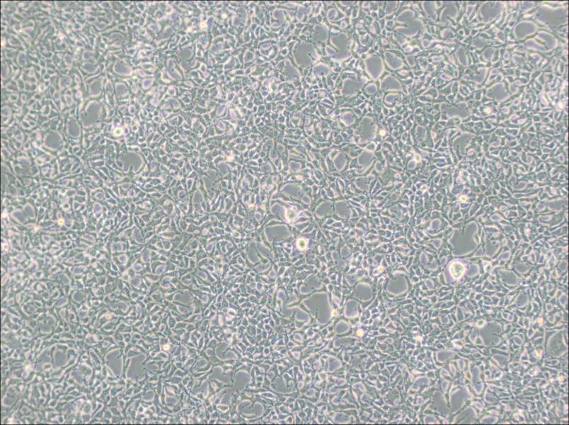 293 [HEK-293] Cell Complete Medium - 2