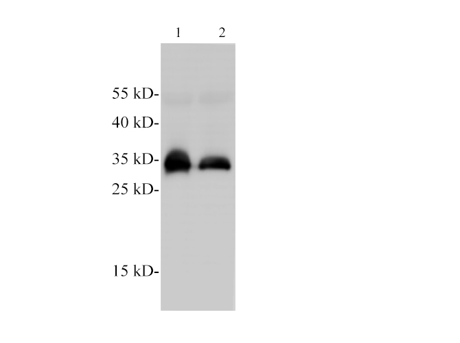 Western blotting of anti-AMBP polyclonal antibody at dilution of 1:2000.Lane1: Human plasma, Lane2: Human serum.