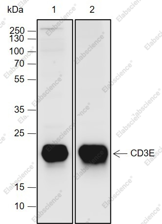 Recombinant CD3E Monoclonal Antibody - 1