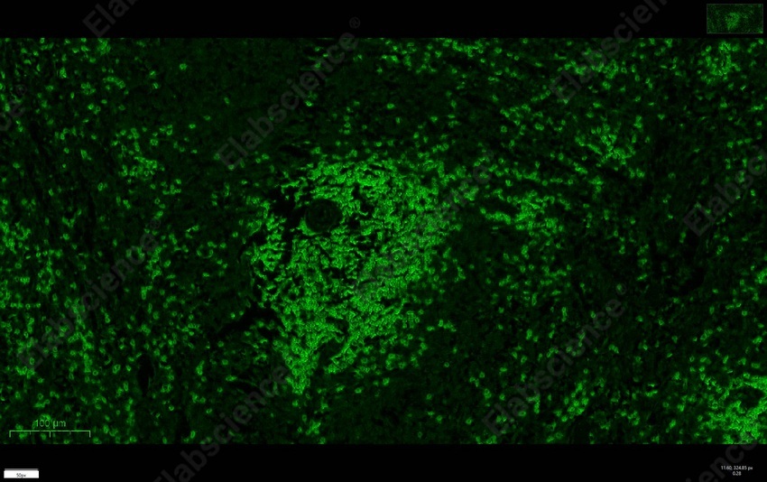 Recombinant CD3e/CD3 epsilon Monoclonal Antibody - 7