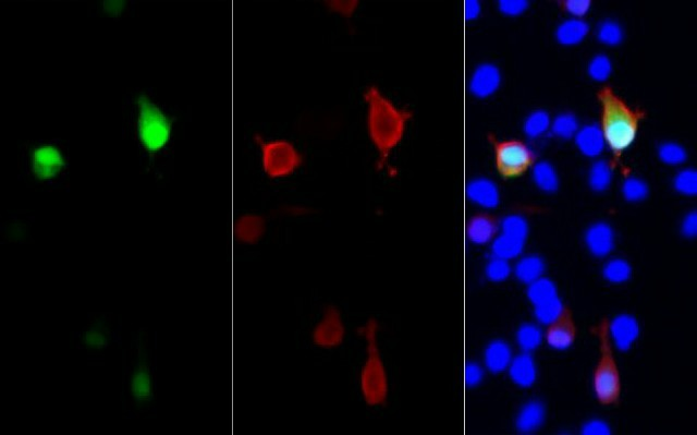 GFP-Tag Monoclonal Antibody - 2