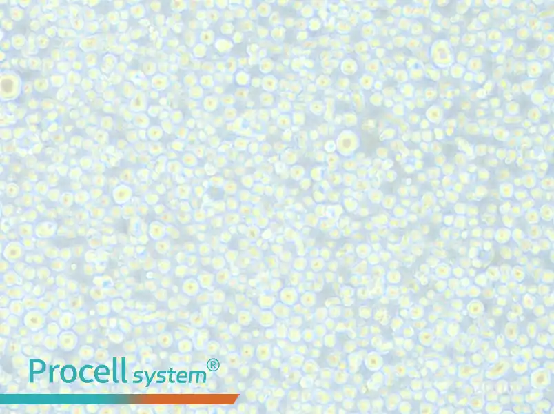 CEM/C1 Cell Complete Medium - small - 5