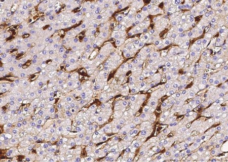 CD16a/FCGR3A Monoclonal Antibody - small - 3