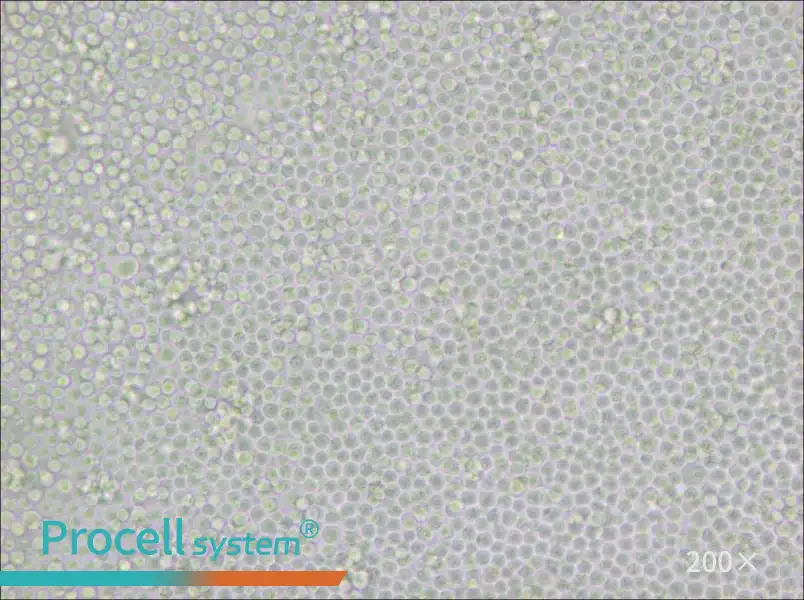 P388D1 Cell Complete Medium - 4