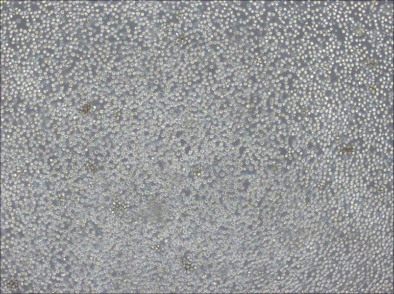 Ba/F3 Cell Complete Medium-searchlist-1